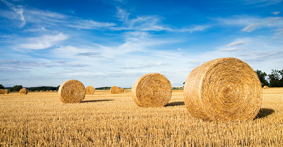 Hay bales in the field (photo)